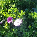 Ariadamare Bed & Breakfast