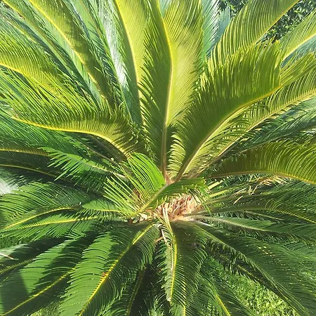 Ariadamare Oda ve Kahvaltı Sanremo